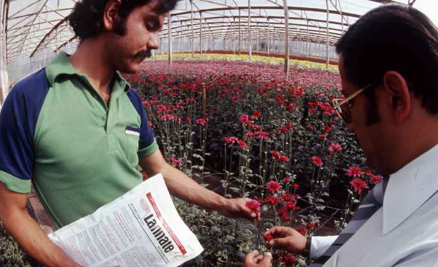 Men examine field with Lannate
