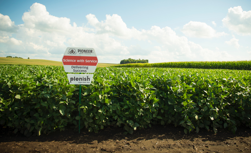 Soybean field with Pioneer sign