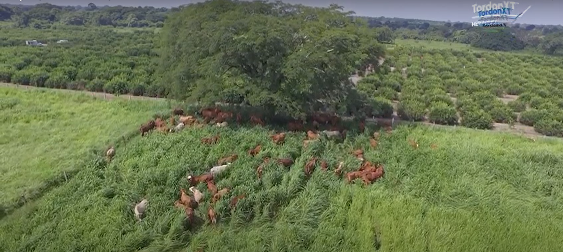 Episodio 13:  Apotreramiento Y Primer Pastoreo